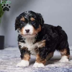 Isabelle, Mini Bernedoodle Puppy